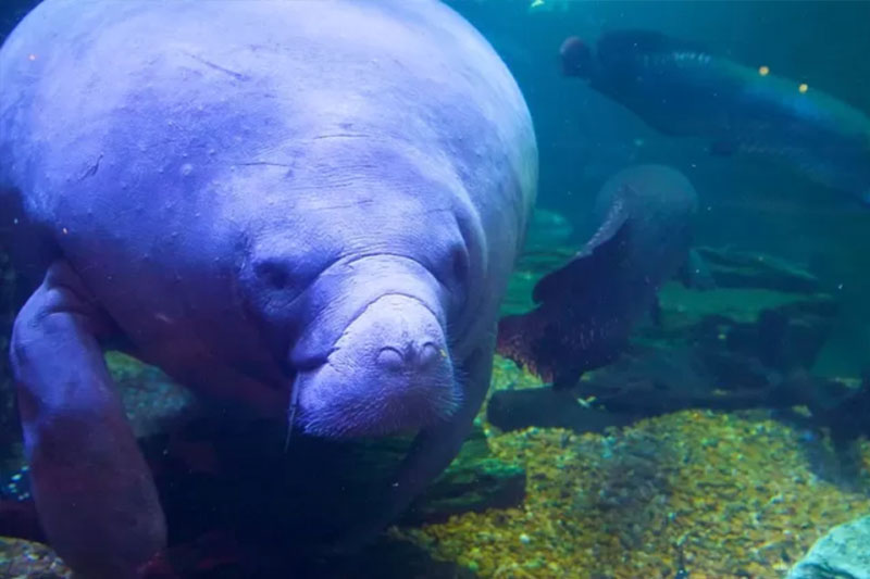 Animal Cams – The Dallas World Aquarium