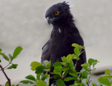 Black hawk-eagle – The Dallas World Aquarium