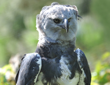 Harpy eagle – The Dallas World Aquarium