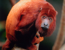 Torrent brevpapir indarbejde Red howler monkey – The Dallas World Aquarium