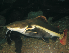 Red Tail Catfish - Branson's Wild World