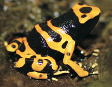 Yellow-banded frog – The Dallas World Aquarium