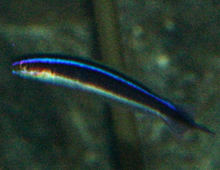 Longspine snipefish – The Dallas World Aquarium