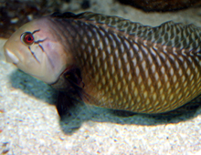 Longspine snipefish – The Dallas World Aquarium