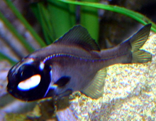 Glow in the dark fish eyes 