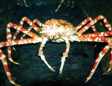 Japanese spider crab - Dallas World Aquarium