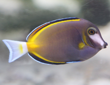 powder brown tang