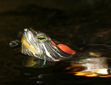 Are Red Eared Slider Turtles Nocturnal?