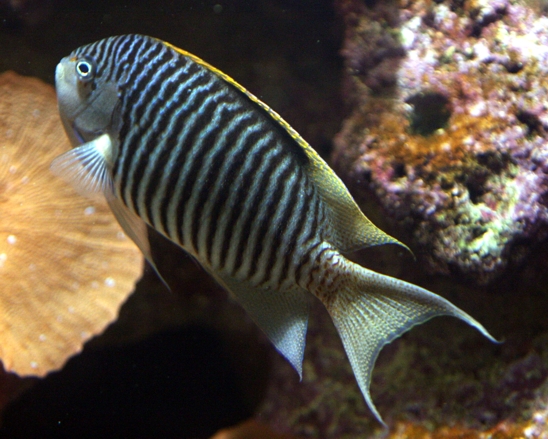 zebra angelfish saltwater