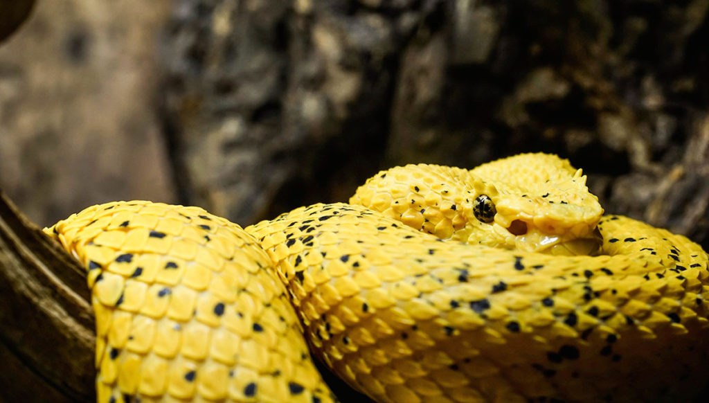 Eyelash palm viper Dallas World Aquarium