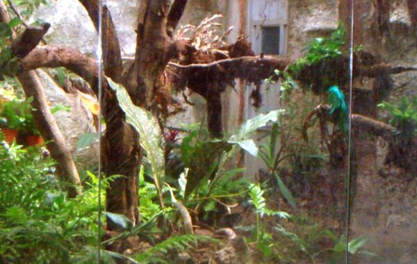 horiz-1-quetzal-exhibit