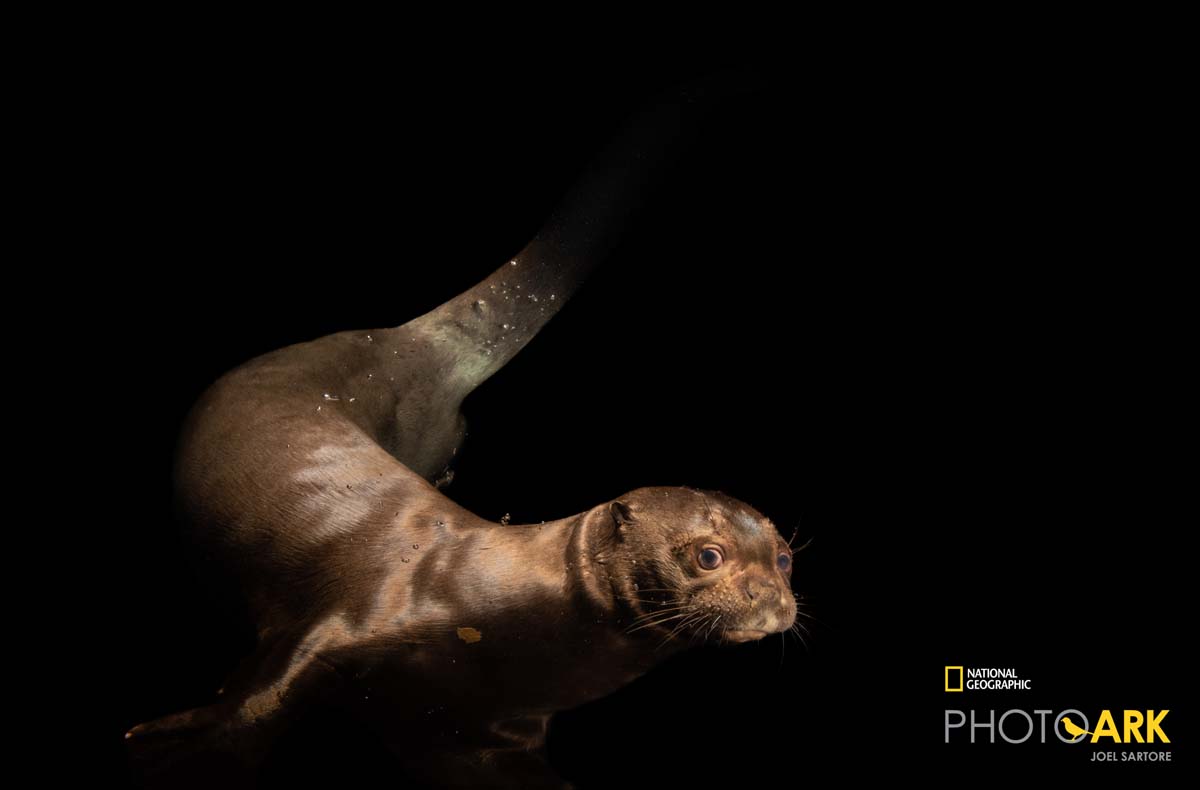 An endangered, female giant river otter, Pteronura brasiliensis, at the Dallas World Aquarium.