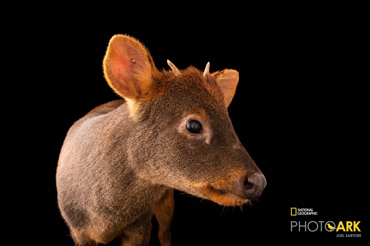 A male Southern pudu, Pudu puda, at the Dallas World Aquarium. This species is listed as vulnerable on the IUCN Red List.