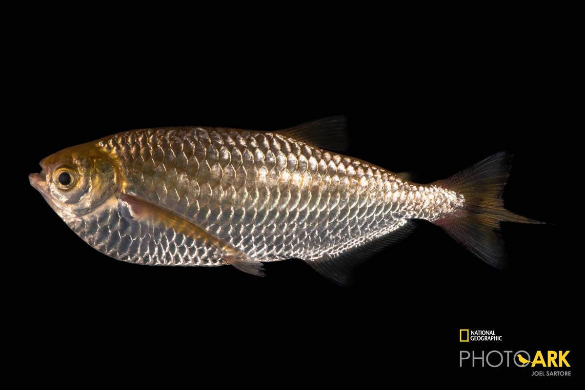 A male elongate hatchetfish, Triportheus elongatus, at the Dallas World Aquarium.