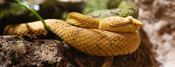dwa-reptiles – The Dallas World Aquarium