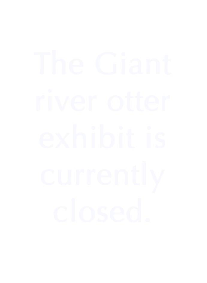 Barred owl The Dallas World Aquarium