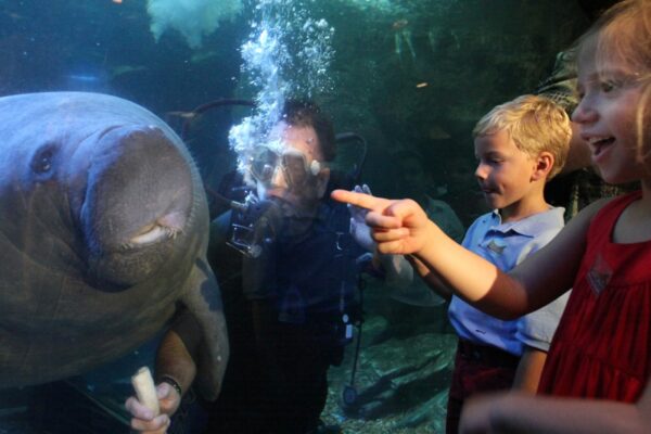 Children with manatee and diver